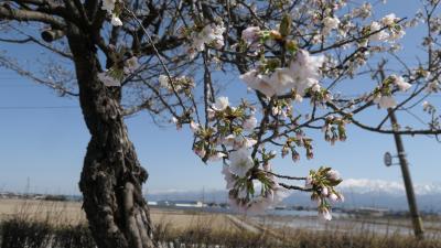 常願寺川公園　桜の開花
