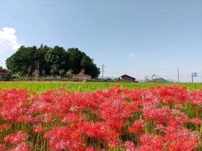 令和3年9月23日 桜井から橿原へ気ままなあるき旅
