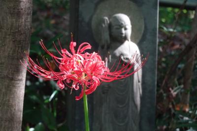 浄慶寺　彼岸花や十月桜、面白い羅漢像
