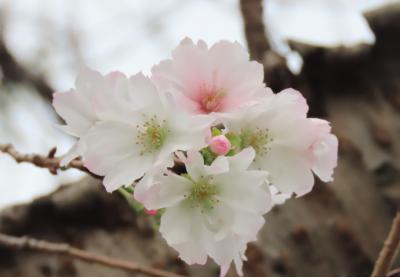 曇天下の冬桜観察