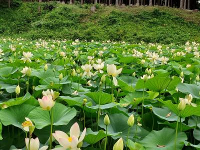福島県塙町のハス田を訪問 上渋井ハス園