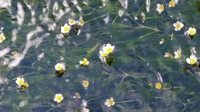 紅鮎で朝食をいただいた後はヤンマーミュージアム　醒井の梅花藻を見に行きました。