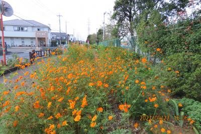 ふじみ野市西鶴ケ岡地区を散策しました①ビバホーム横の通りの花壇