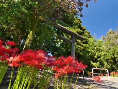 「大東神社」のヒガンバナ_2021_見頃終盤でした、と言っても群生地などではありません（伊勢崎市）