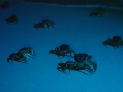 沖縄 宮古島産のカニステル 今年4月に種を植え6月に発芽/超元気いっぱい/2本 カニステル 沖縄 トロピカルフルーツ 珍味 エッグフルーツ