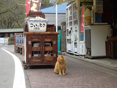 2020年10月　おまけの横浜旅　三溪園の菊展　(名古屋・高山・京都巡り旅　その二十)