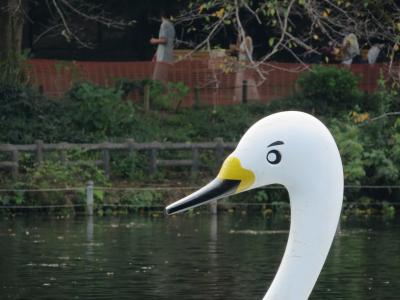 心の安らぎ旅行（2021年9月 井の頭恩賜公園ボート スワンのまゆげ君♪）
