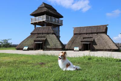 ②福岡から佐賀へ【九州_フェリー&amp;車で周遊（9泊10日）_パピヨンみっくの犬旅②】