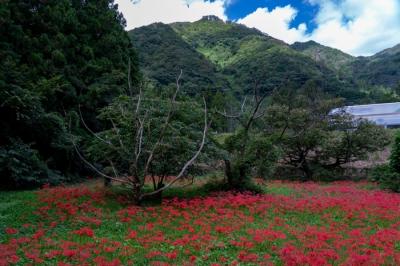 ひがん花の里