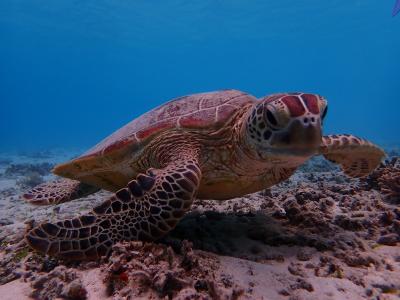 9歳ムスメと沖縄・座間味島 2泊3日