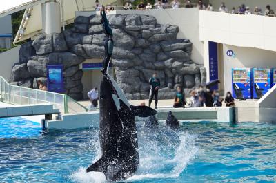 2021年　海獣たちが楽しそうに頑張ってます♪鴨川シーワールド