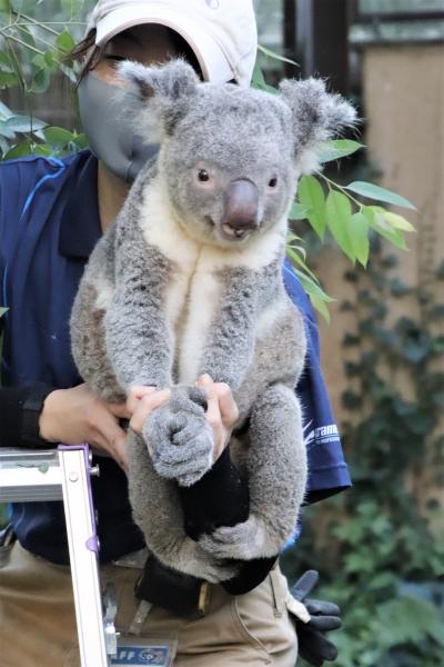 国際レッサーパンダデーと動物慰霊祭の埼玉こども動物自然公園（東園）まったり女子コアラとお外ピリーくんお帰り抵抗～ワラビーのアメくんお見合い中