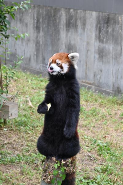 レッサーパンダはかわゆい !!! 神戸市立王子動物園