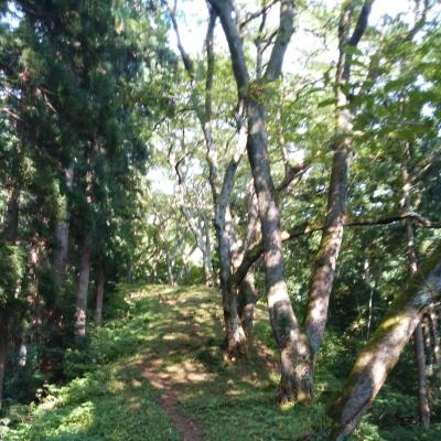 夢旅・花慕情（302）新潟・小山田のエドヒガンハザクラ