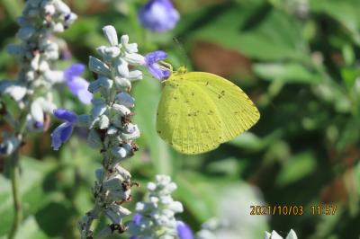 ふじみ野市西鶴ケ岡地区を散策しました①ビバホーム横の通りの花壇で見られた蝶・・キチョウ