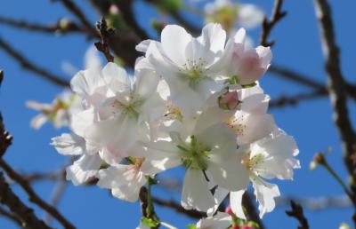 青空に映える冬桜