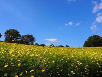 レモンブライト満開の国営昭和記念公園へ♪