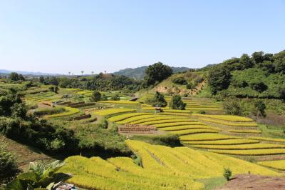 城跡の斜面に広がる棚田　千早赤阪村ならではの美しさ！