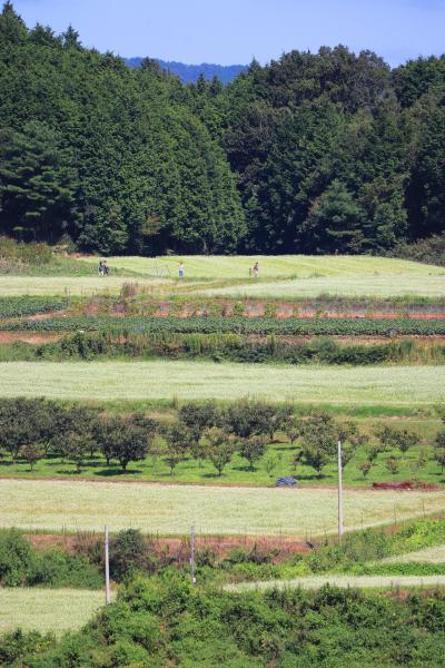 桜井市笠地区そばの花を求めて