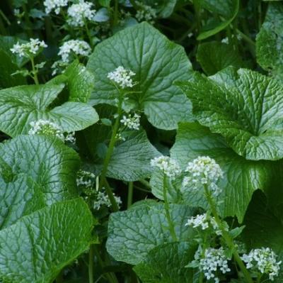 夢旅・花慕情（301）静岡・天城峠のワサビ