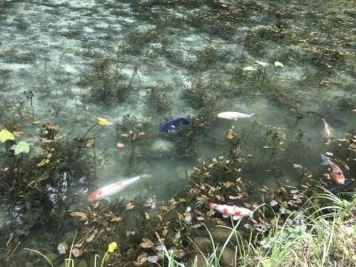 神明温泉とモネの池