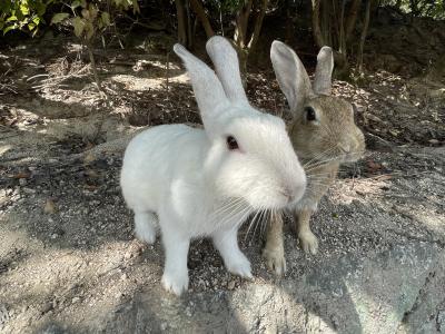 ウサギに会いに、大久野島にいってみた(^^♪