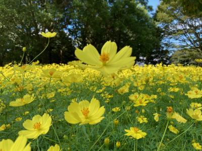 お千代保稲荷～木曾三川公園のコスモス