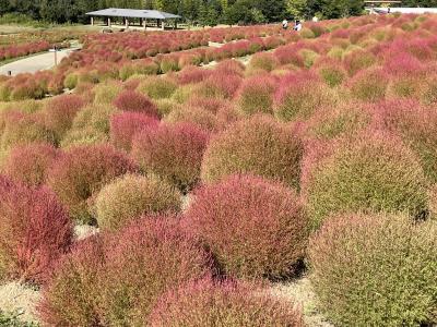 国営讃岐まんのう公園へコスモスとコキアを見に。