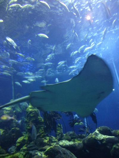 夏旅　奥静岡へ　５　三保半島サイクリング　深海の驚異 in 水族館