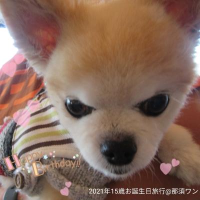 ◆犬旅◆栃木/那須【ペット＆スパホテル那須ワン】～お犬様☆祝15歳のお誕生日旅行へ～週末２日間(2021.11)