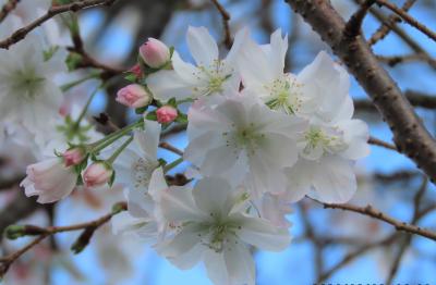 素晴らしかった冬桜