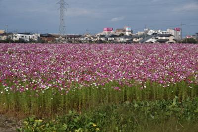 シニアの近江八幡野田町コスモス畑＆北国街道の宿場町木之本訪問