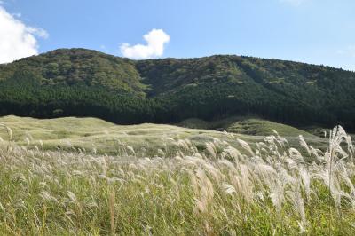 御酒印帳の旅⑦　　海老名市 泉橋酒造株式会社　と　箱根仙石原湿原のススキ草原
