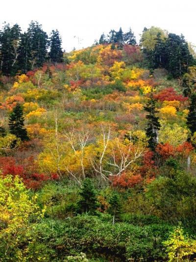 【弥陀ヶ原】紅葉ピーク♪ラムサール条約に登録された湿原を散策