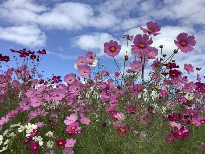 秋のお花見Part2&#12316;コスモス満開