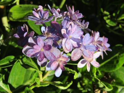 今頃に気が付いた紫陽花の花