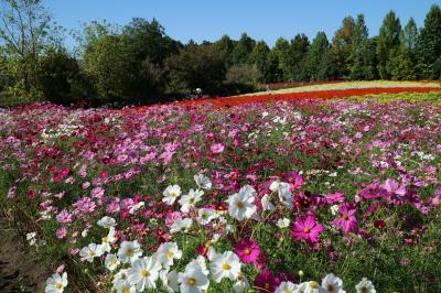 秋桜の備北丘陵公園と君田温泉・・・でした。　　