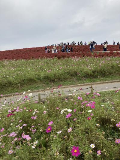 見頃！真っ赤なコキアを見にワンコも一緒にひたち海浜公園へ。