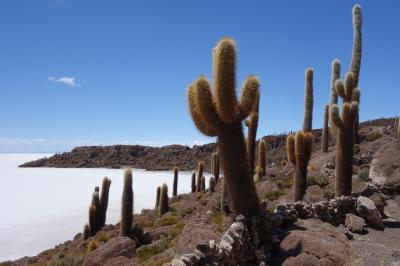 ボリビア旅行⑥（サボテンだらけの島 インカワシ島：ウユニ塩湖Ⅳ）
