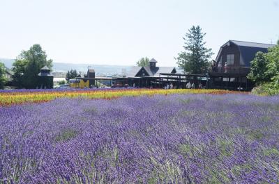 	 2021年7月北海道３泊４日のその３　美瑛の青い池と富良野で満開のラベンダーとお花畑を満喫