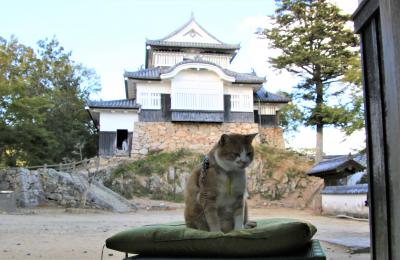 備中松山城猫城主三十郎に初御目見得