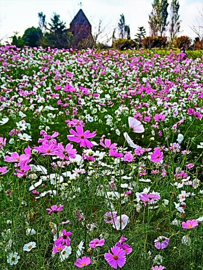 ふなばしアンデルセン公園-2　コスモスまつり　花めいろ　☆花の城Zone～自然体験Zoneへ