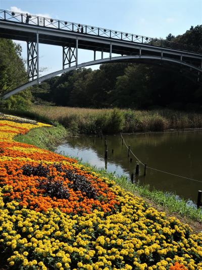 ふなばしアンデルセン公園-3　太陽の橋～ワンパク王国Zone　☆球根ベゴニアなど-花ざかり