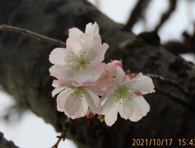 その後の冬桜