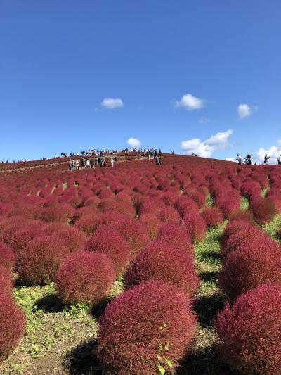 コキアと戯れにひたちなかへ