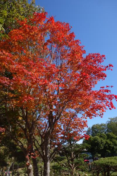 【２泊３日　秋の札幌　ひとり旅】展望と紅葉と初雪の巻　３日目