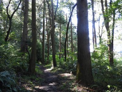 横浜で森林浴を楽しめる森を散策