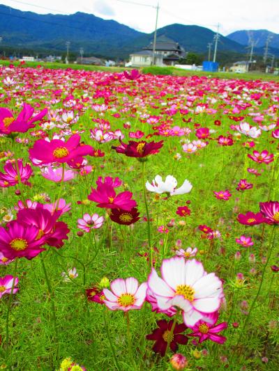 コスモスが見たくて菰野町田光地区に行ってきました。（２０２１年１０月）