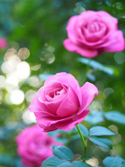 横浜イングリッシュガーデン　オータムガーデンフェスティバル 2021