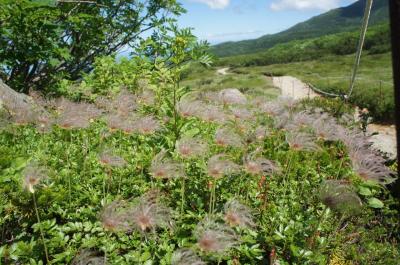 2021年7月　2021年7月北海道３泊４日のその5　大雪山の高山植物　チングルマは盛りをちょっと過ぎたけど綿毛も可愛かった